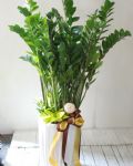 金錢樹地上型盆景Deluxe ZZ Plant Gift